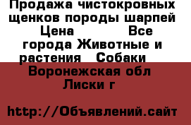 Продажа чистокровных щенков породы шарпей › Цена ­ 8 000 - Все города Животные и растения » Собаки   . Воронежская обл.,Лиски г.